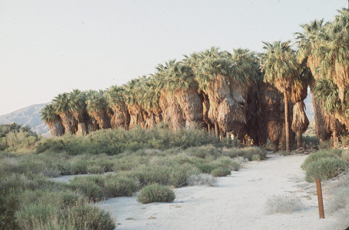 Palm oasis