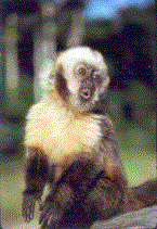 Cebus xanthosternos